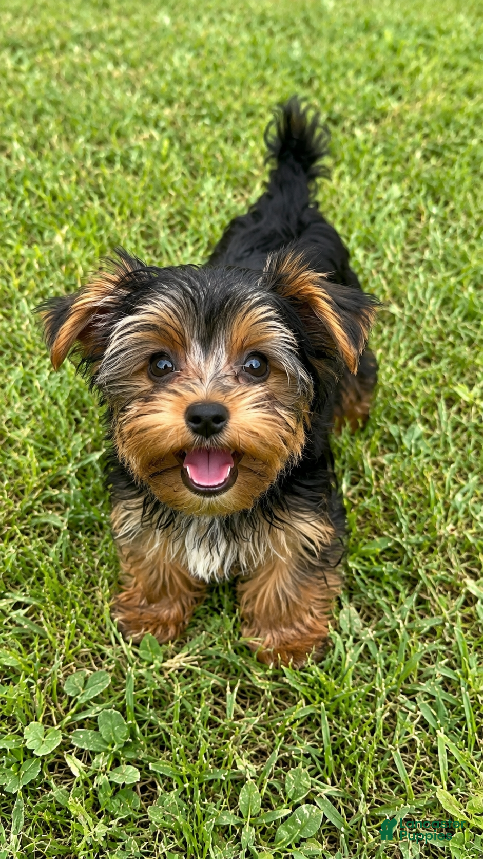 Biewer Terrier dogs Titan - Ad 1