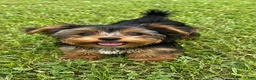 Biewer Terrier dogs for sale: Titan - Ad 1