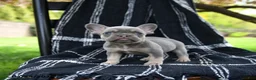 French Bulldog dogs for sale: Rose  - Ad 2