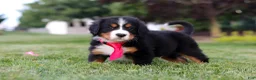 Bernese Mountain Dog dogs for sale: Prince - Ad 4
