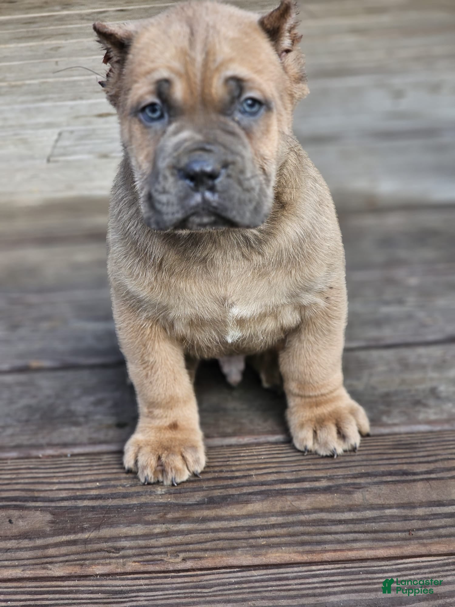 Cane Corso dogs DEXTA - Ad 19