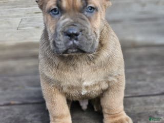 Cane Corso dogs DEXTA - Ad 4