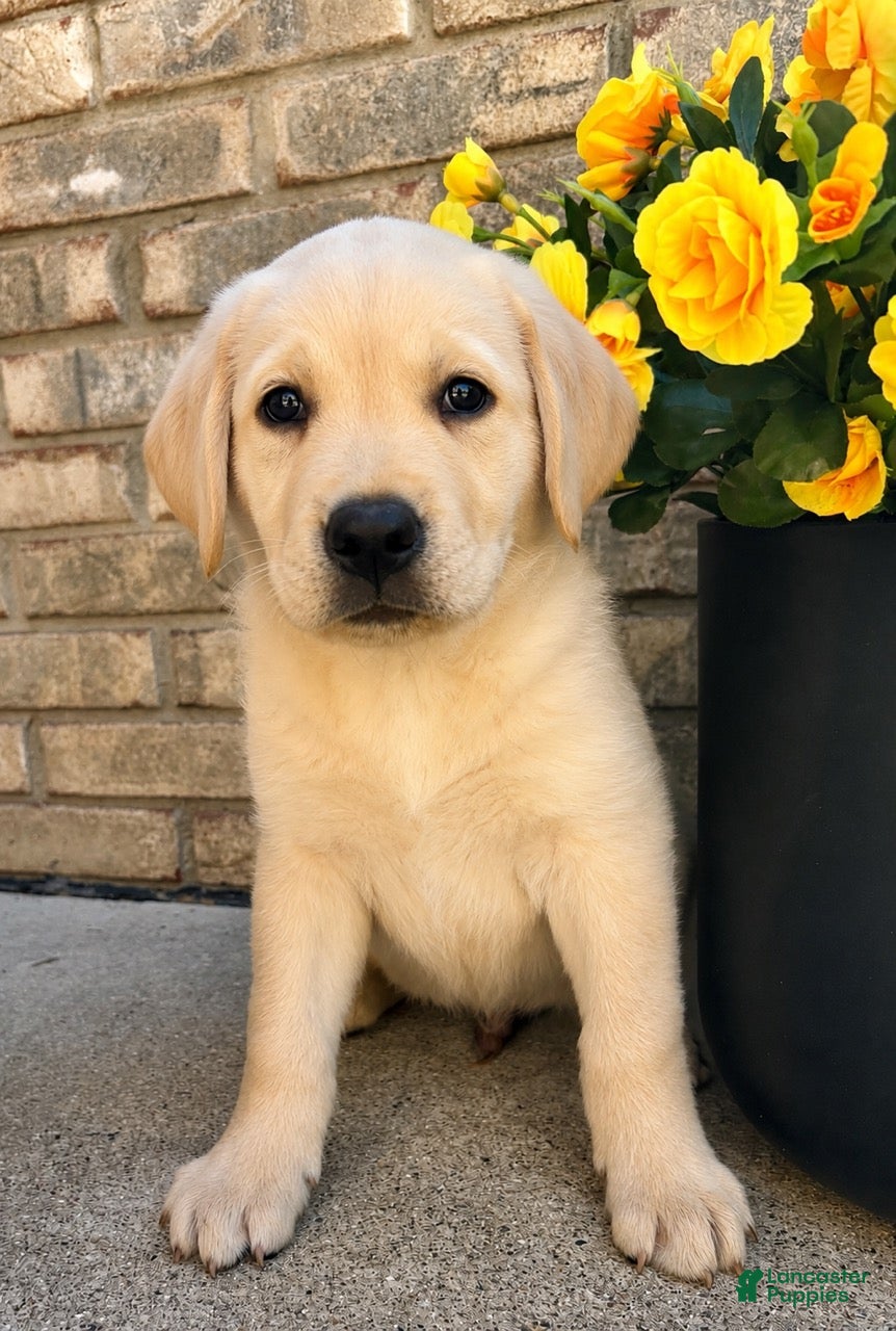 Labrador Retriever dogs Labrador Retriever puppy - Ad 1
