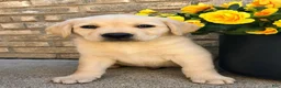 Labrador Retriever dogs for sale: Labrador Retriever puppy - Ad 1