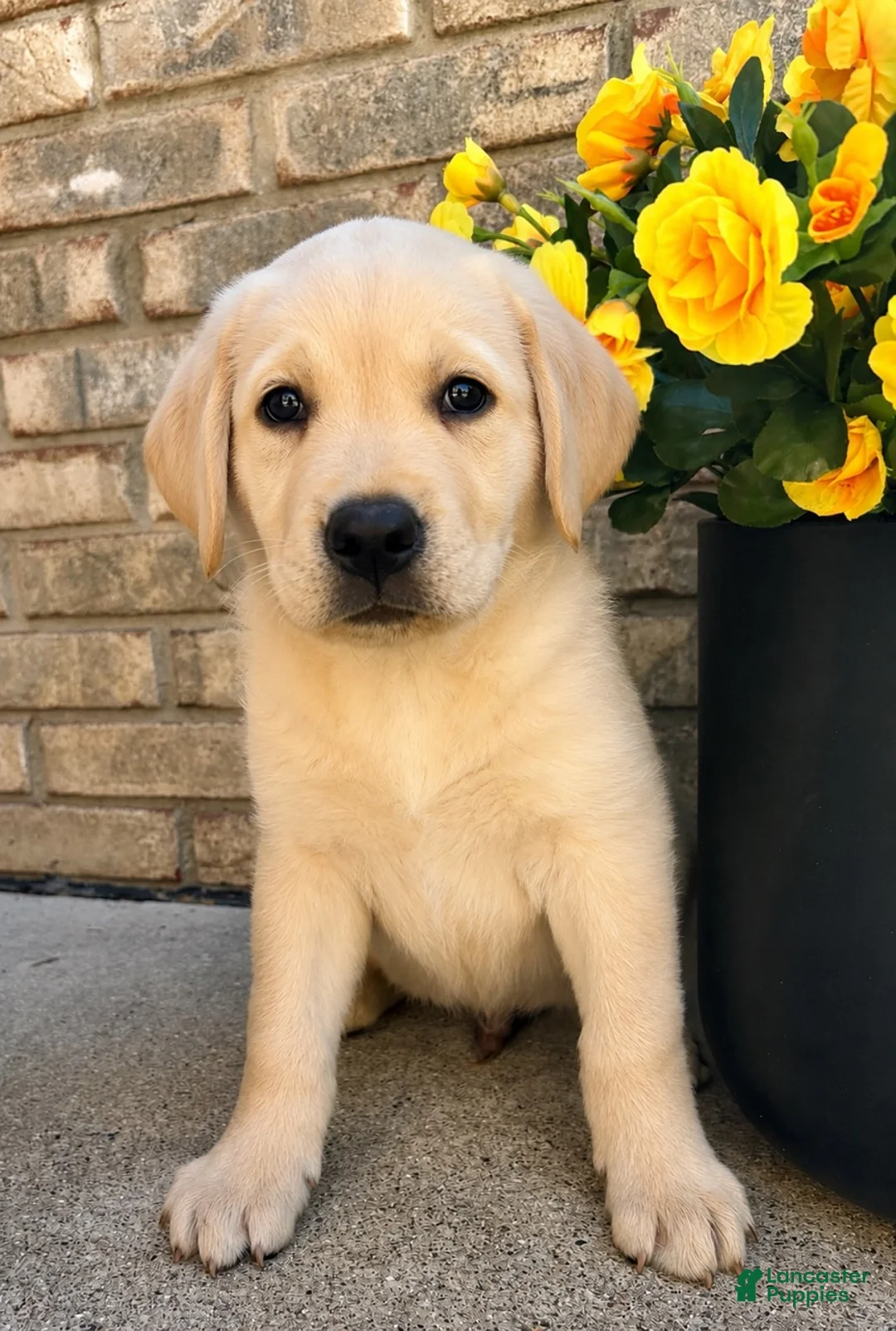 Labrador Retriever dogs for sale: Labrador Retriever puppy - Ad 1