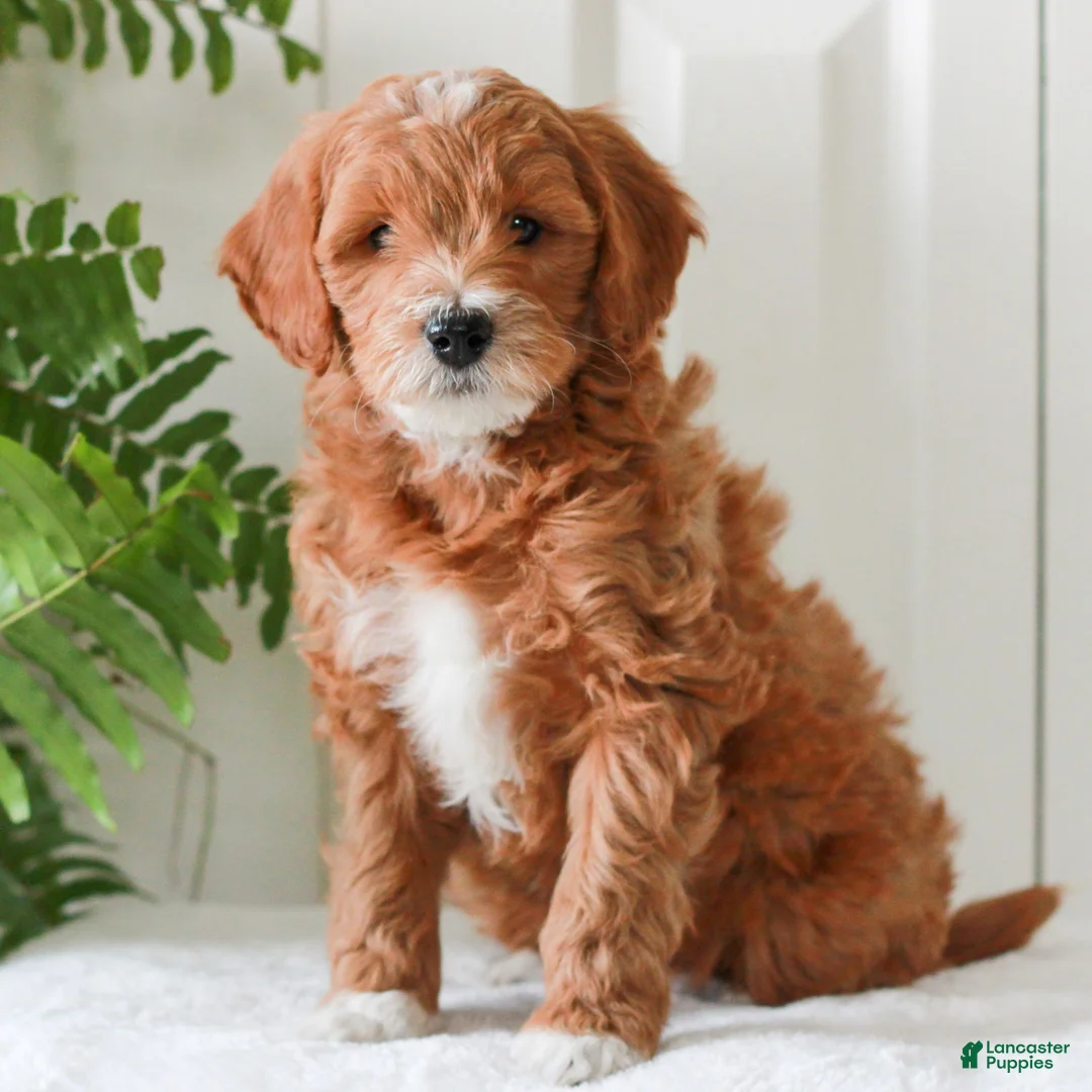 Mini Goldendoodle dogs for sale: Hayes  - Ad 1