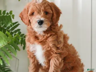 Mini Goldendoodle dogs for sale: Hayes - Ad 2