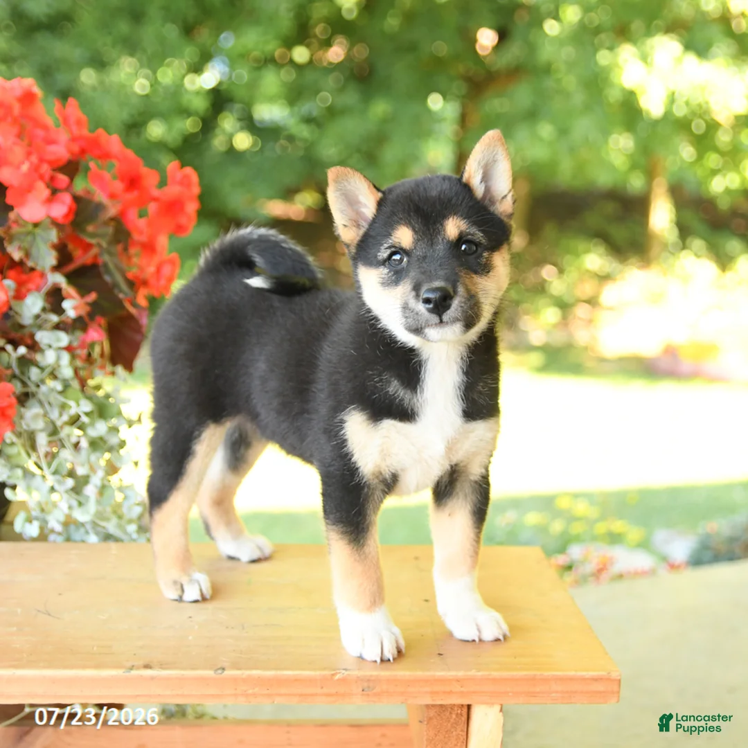 Shiba Inu dogs for sale: Kim  - Ad 1