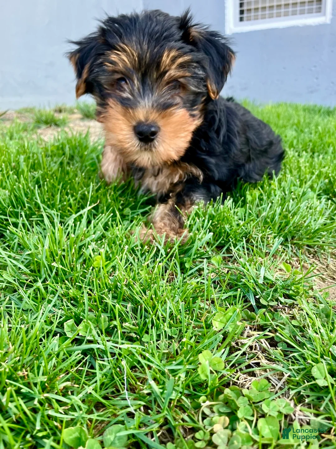 Yorkshire Terrier dogs for sale: Farley - Ad 1