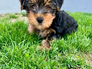Yorkshire Terrier dogs for sale: Farley - Ad 2