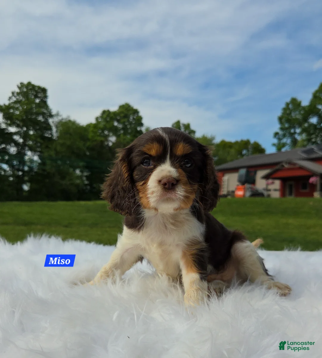 Cavalier King Charles Spaniel dogs for sale: Miso - Ad 7