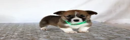 Welsh Corgi Pembroke dogs for sale: Hank - Ad 2