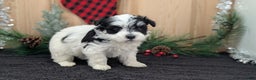 Havanese dogs for sale: Ziggy  - Ad 6
