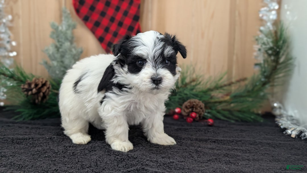 Havanese dogs for sale: Ziggy  - Ad 6