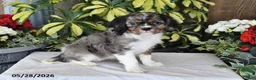 Cavalier King Charles Spaniel dogs for sale: Roxie - Ad 1