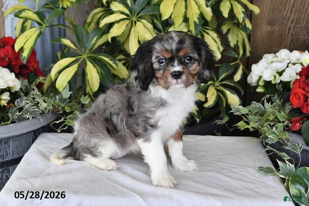 Cavalier King Charles Spaniel dogs for sale: Roxie - Ad 1
