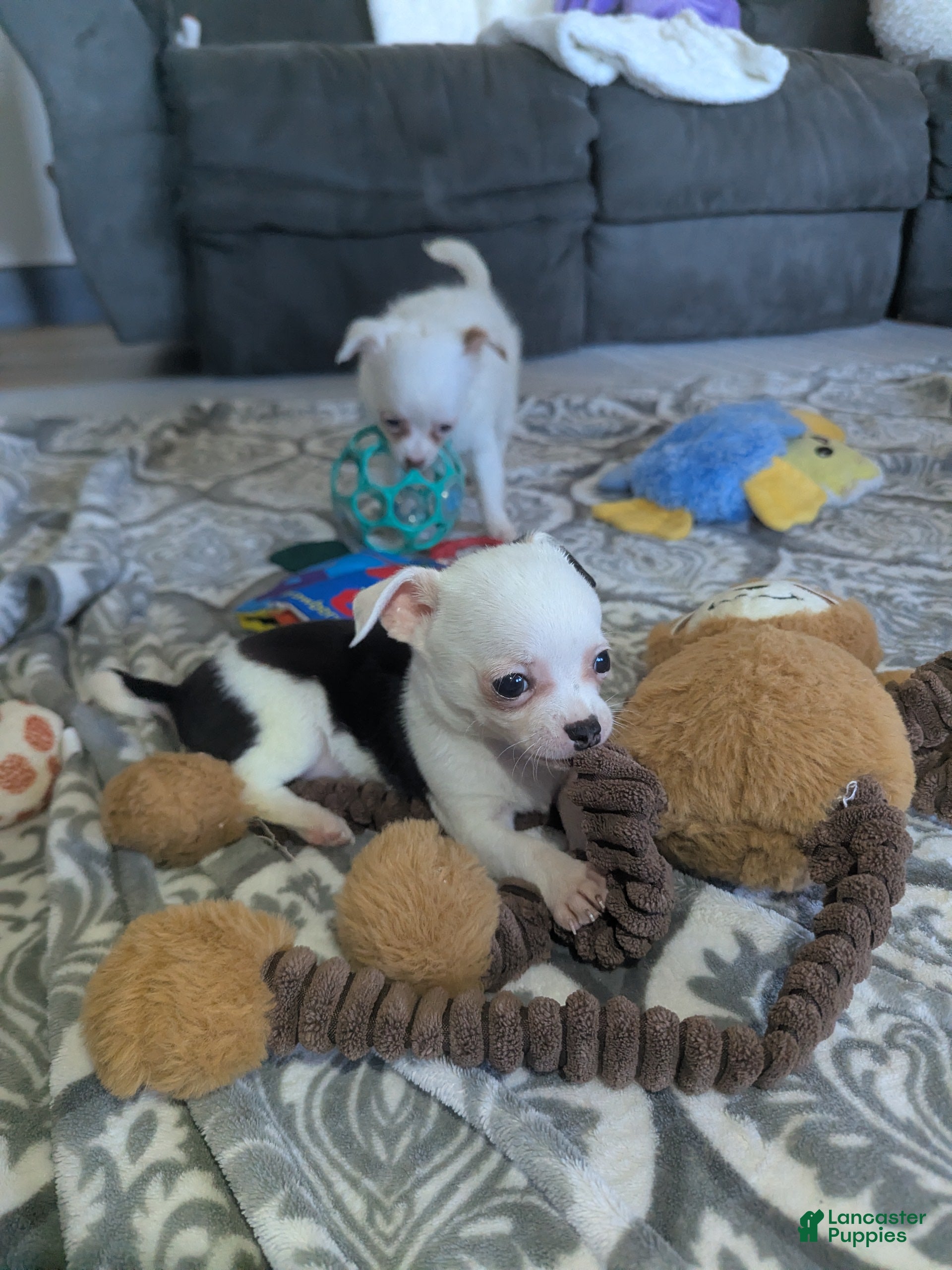 Chihuahua dogs for sale: Panda - Ad 1