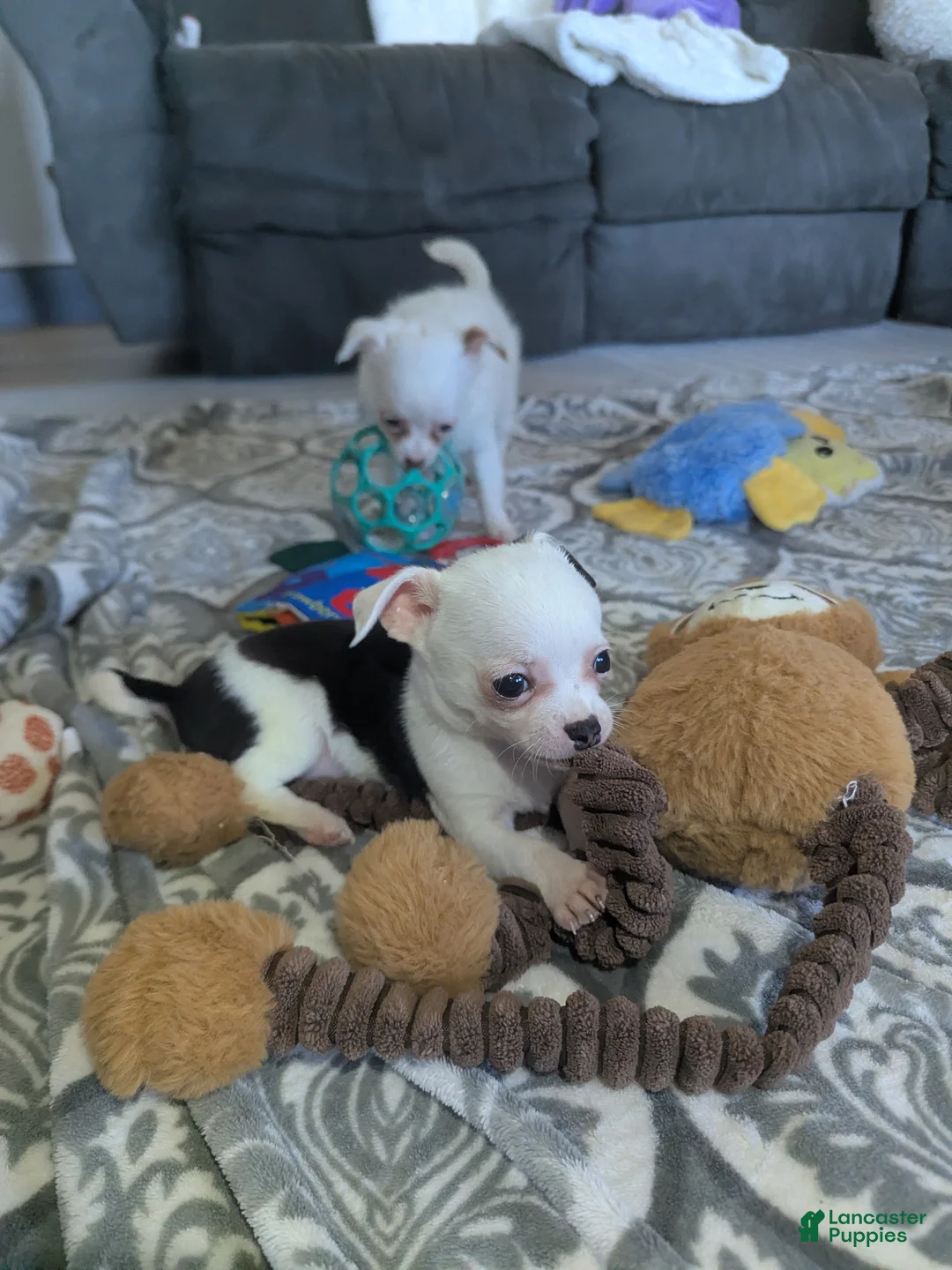 Chihuahua dogs for sale: Panda - Ad 1