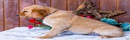 Golden Retriever dogs for sale: Lilac - Ad 6