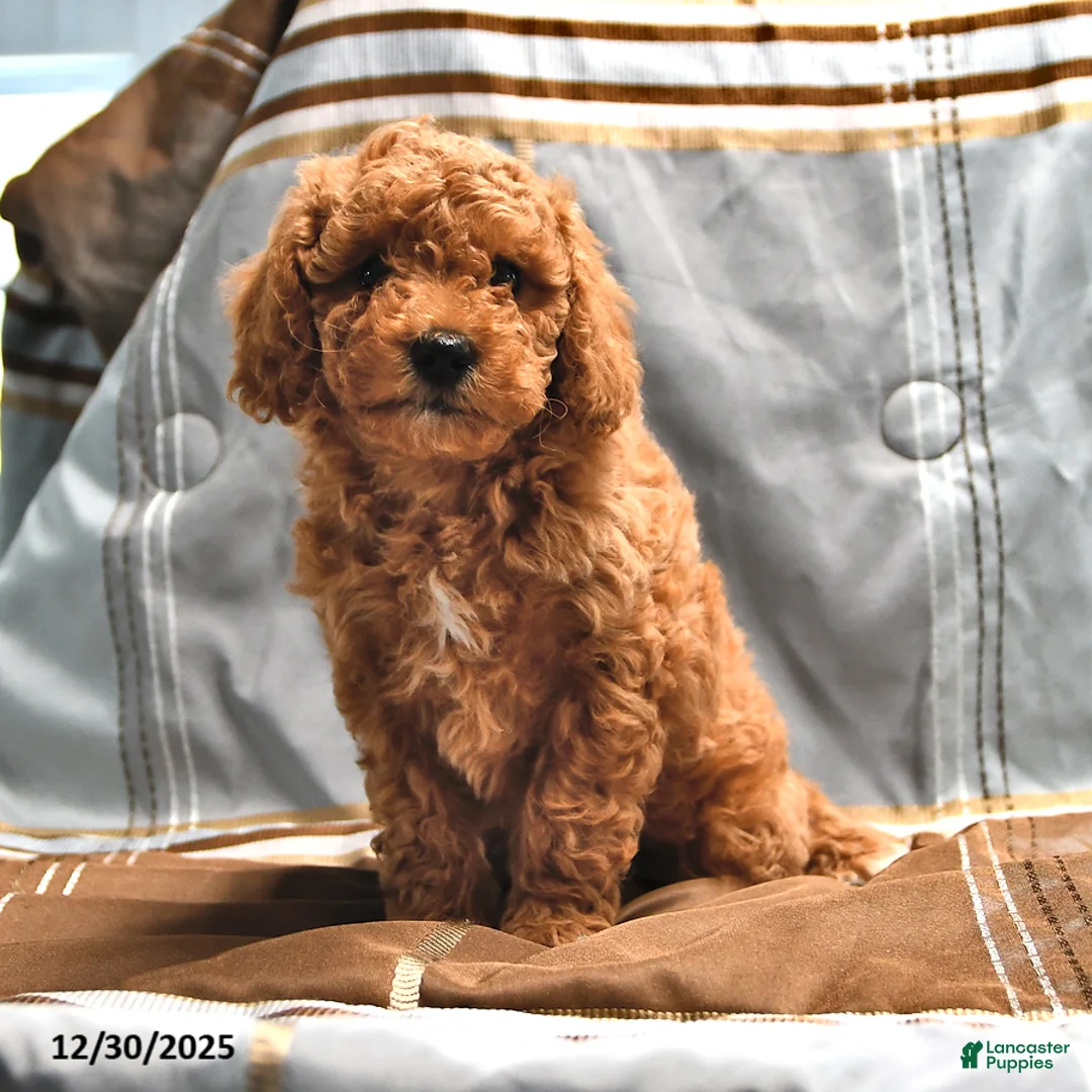 Goldendoodle dogs for sale: Jaden - Ad 9