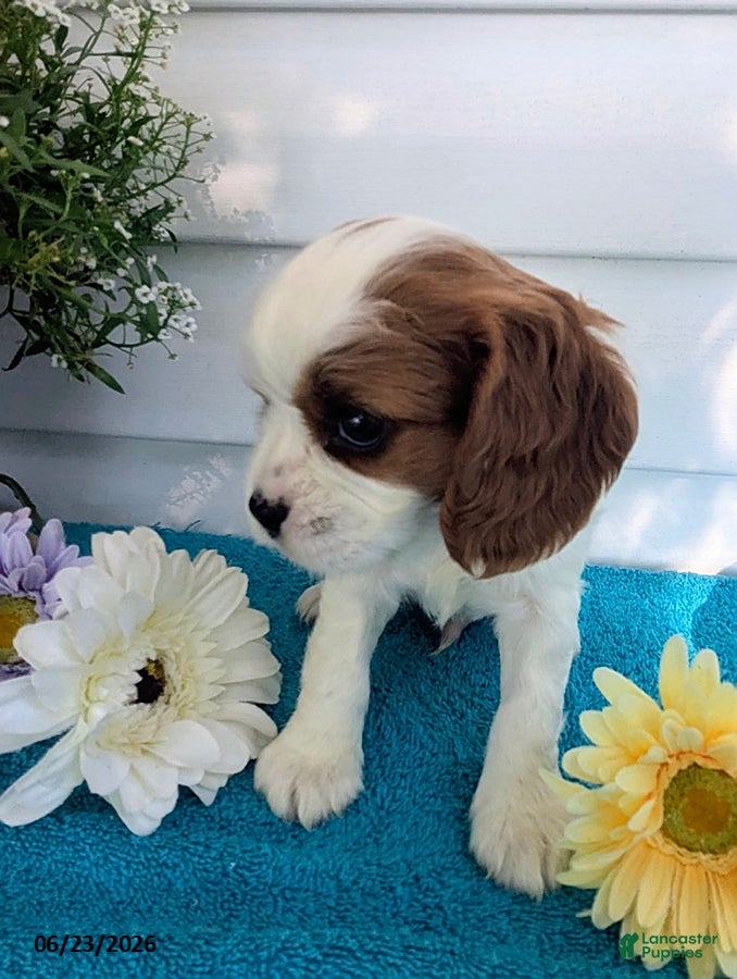 Cavalier King Charles Spaniel dogs Dennis - Ad 2