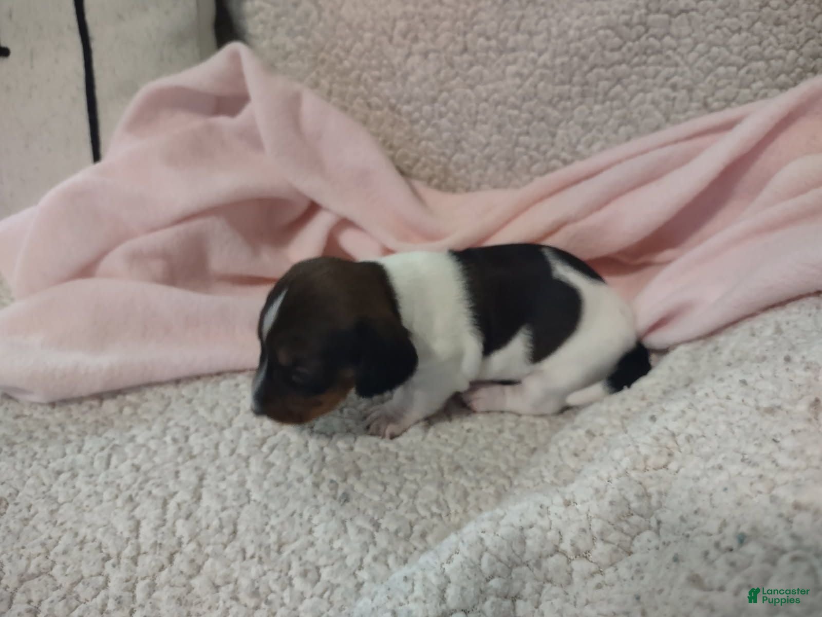Miniature Dachshund dogs Miniature Dachshund 3 - Ad 1