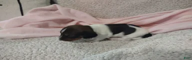 Miniature Dachshund 3