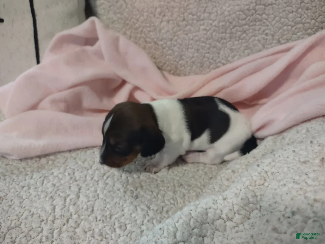 Miniature Dachshund dogs for sale: Miniature Dachshund 3 - Ad 1
