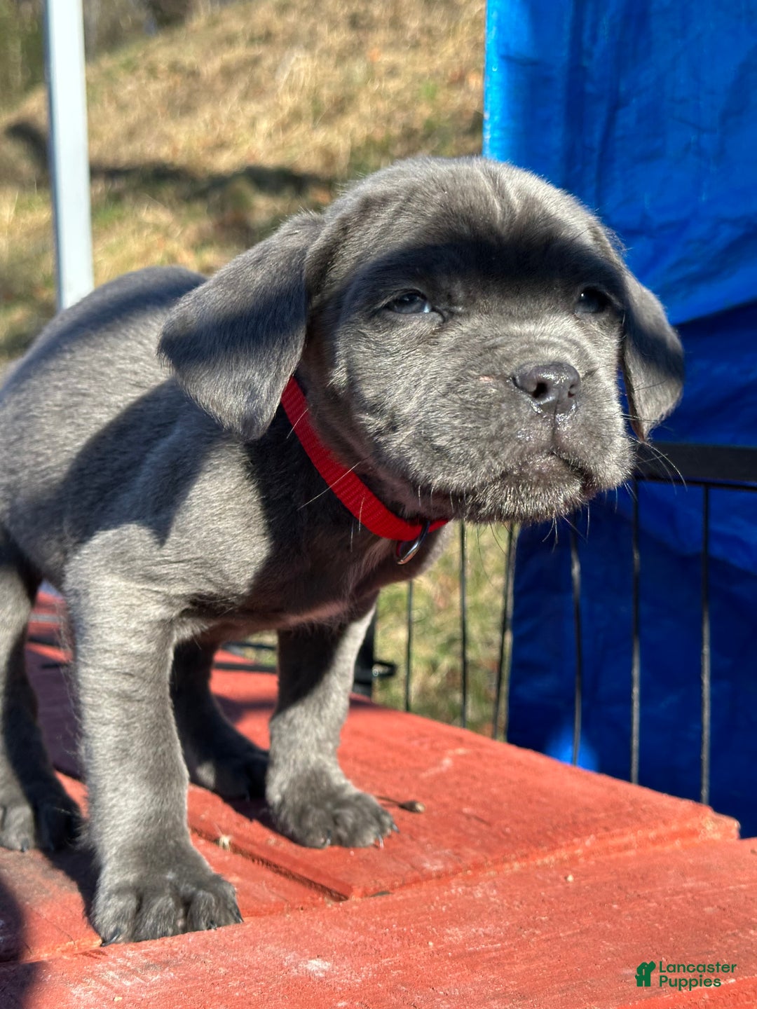 Cane Corso dogs for sale: Ash - Ad 5