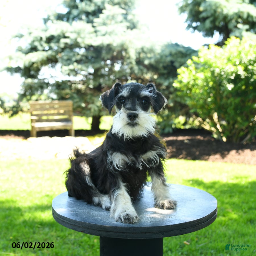Miniature Schnauzer dogs Bonny - Ad 1