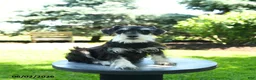 Miniature Schnauzer dogs for sale: Bonny - Ad 1