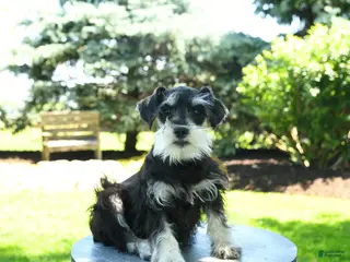 Miniature Schnauzer dogs for sale: Bonny - Ad 4