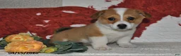 Welsh Corgi Pembroke dogs for sale: Juliet - Ad 8