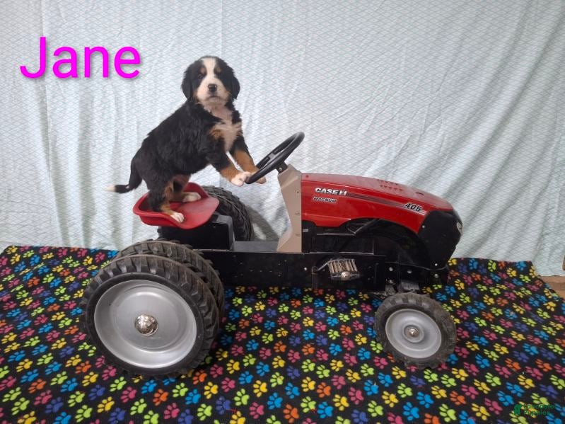 Jane