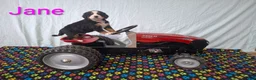 Bernese Mountain Dog dogs for sale: Jane - Ad 1
