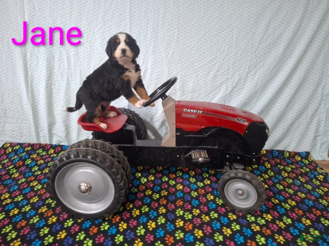 Bernese Mountain Dog dogs for sale: Jane - Ad 1