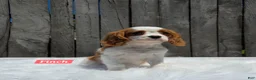 Cavalier King Charles Spaniel dogs for sale: Finch - Ad 3