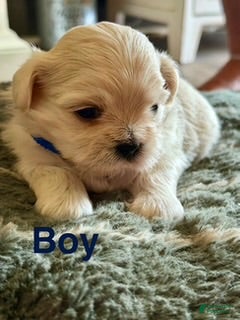 Shih Tzu dogs Shih Tzu 1 - Ad 3