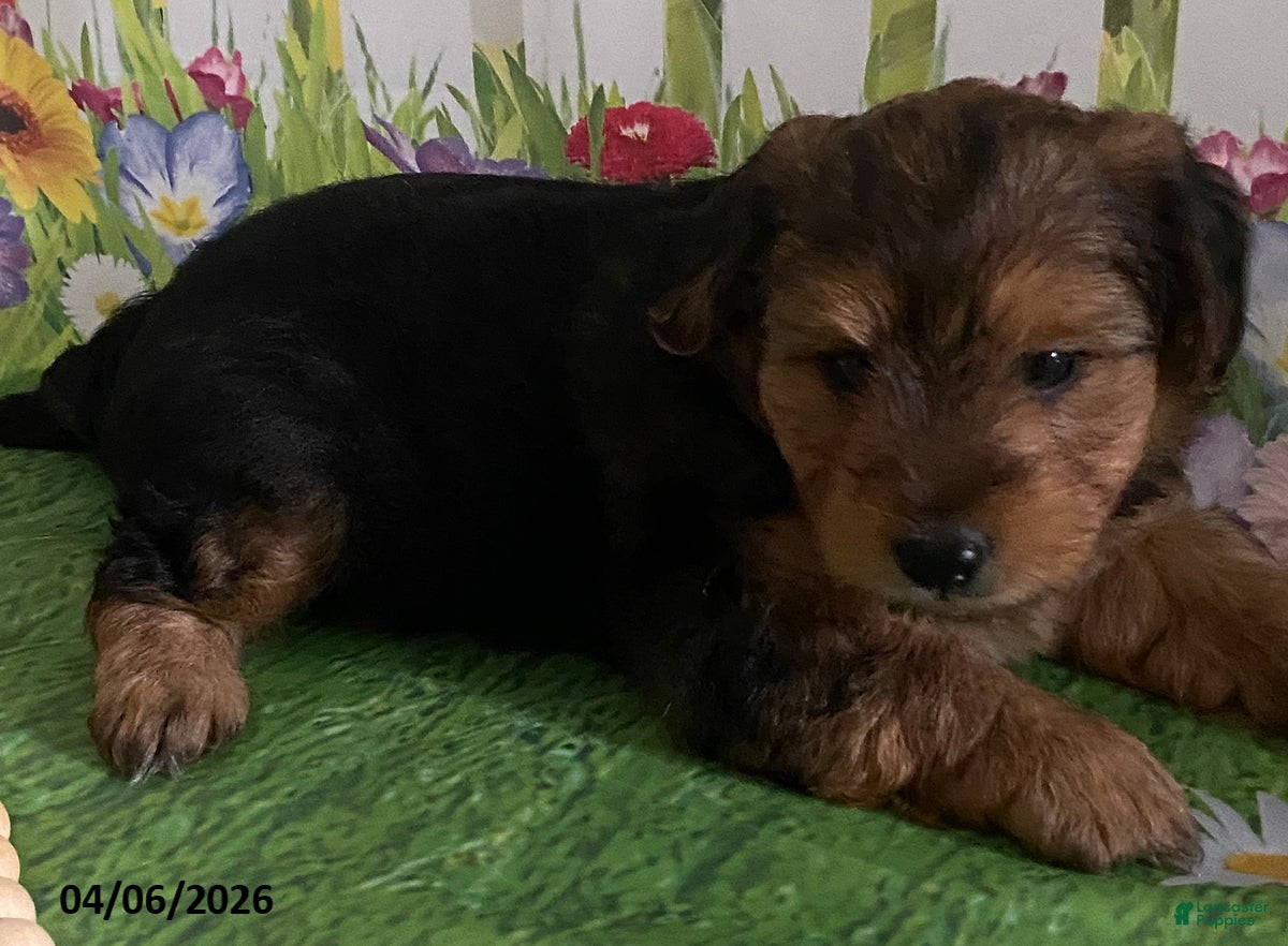 Yorkiepoo dogs Rubble - Ad 2
