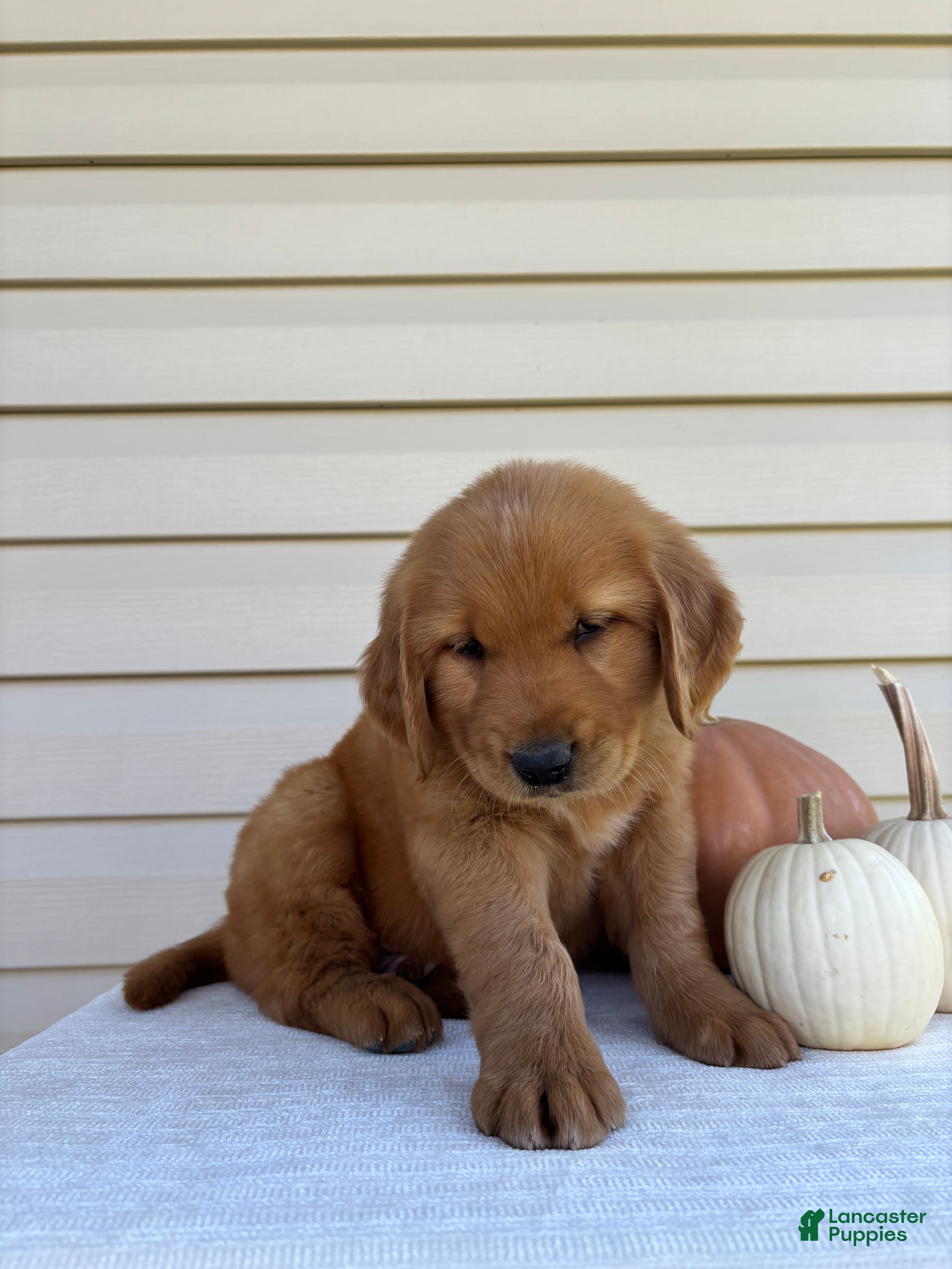 Golden Retriever dogs Rugor - Ad 2