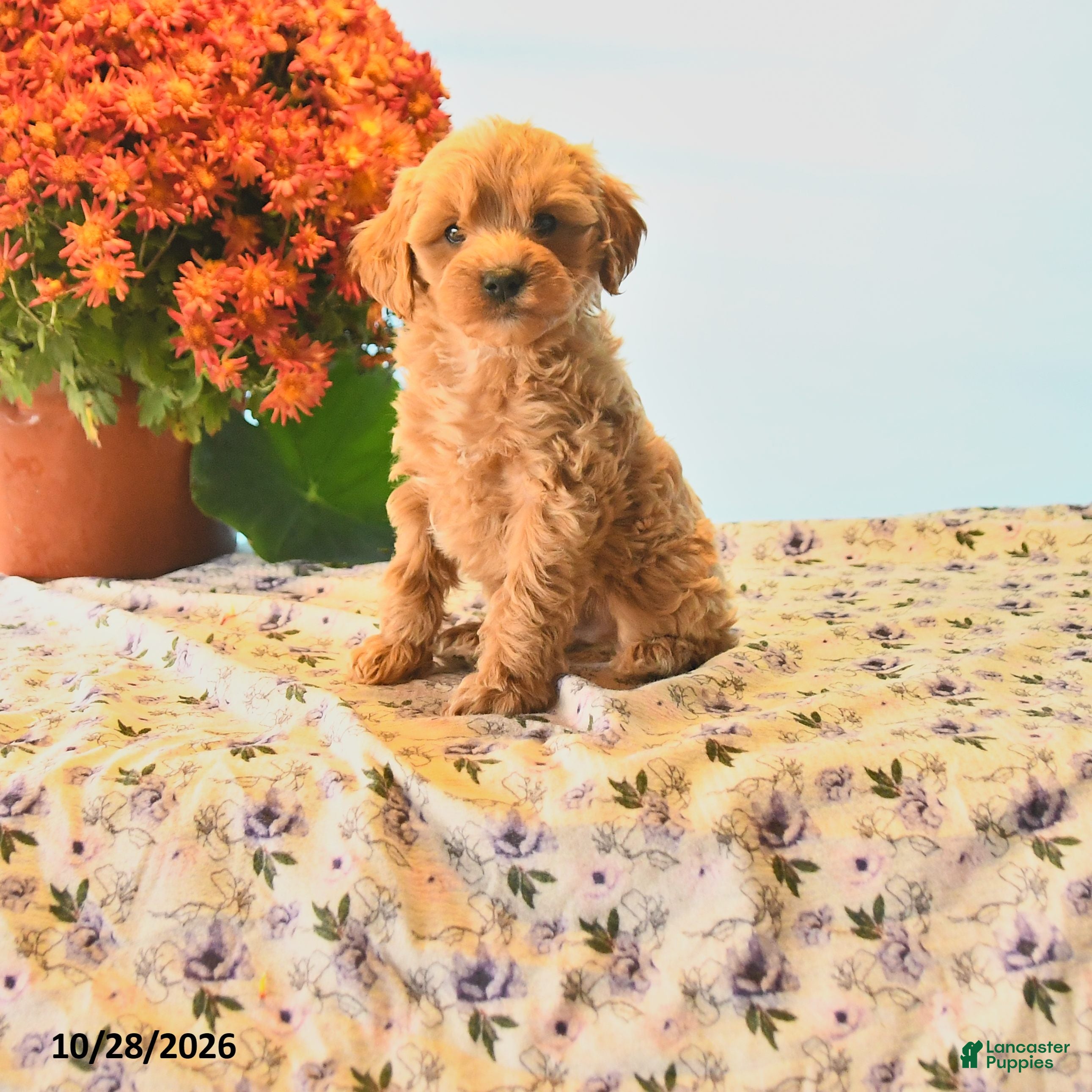 Cockapoo dogs for sale: Zapper - Ad 1