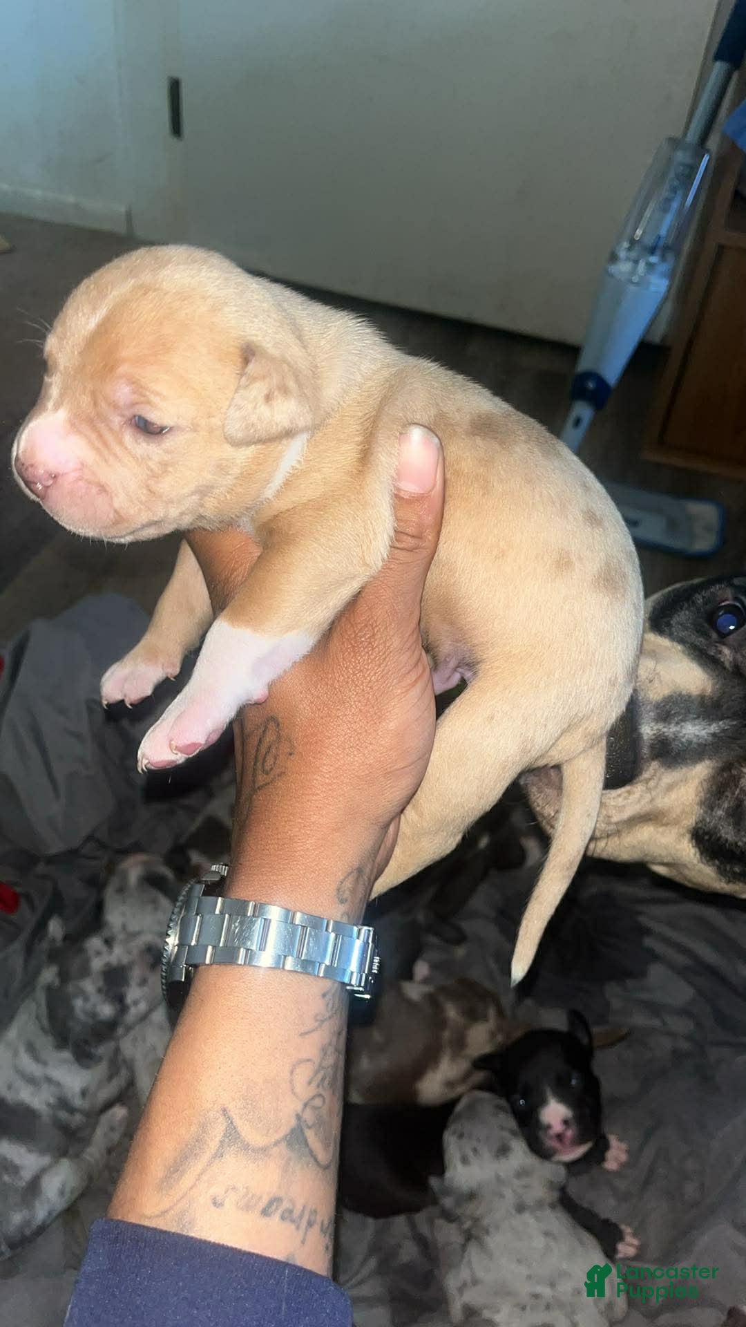 American Bully dogs American Bully Puppy 8 - Ad 32