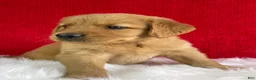 Golden Retriever dogs for sale: Leo - Ad 5