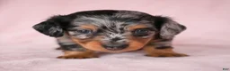 Miniature Dachshund dogs for sale: AKC King - Ad 4