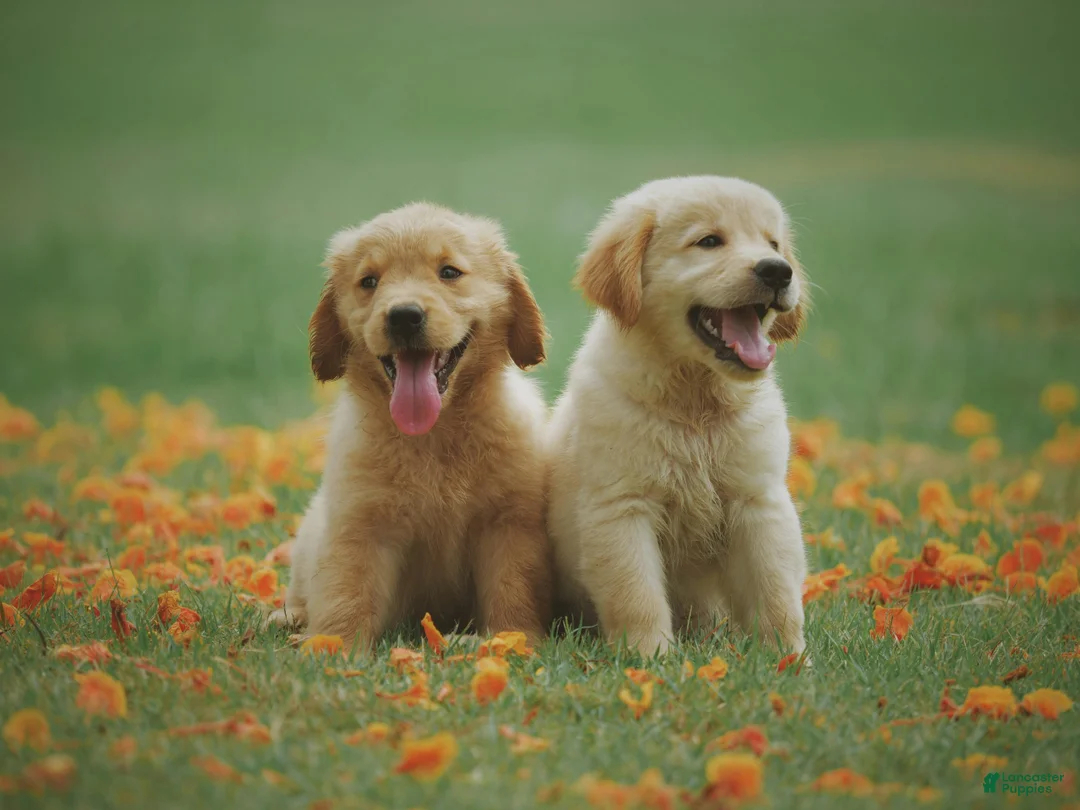 Airedale Terrier dogs for sale: Jack - Ad 7