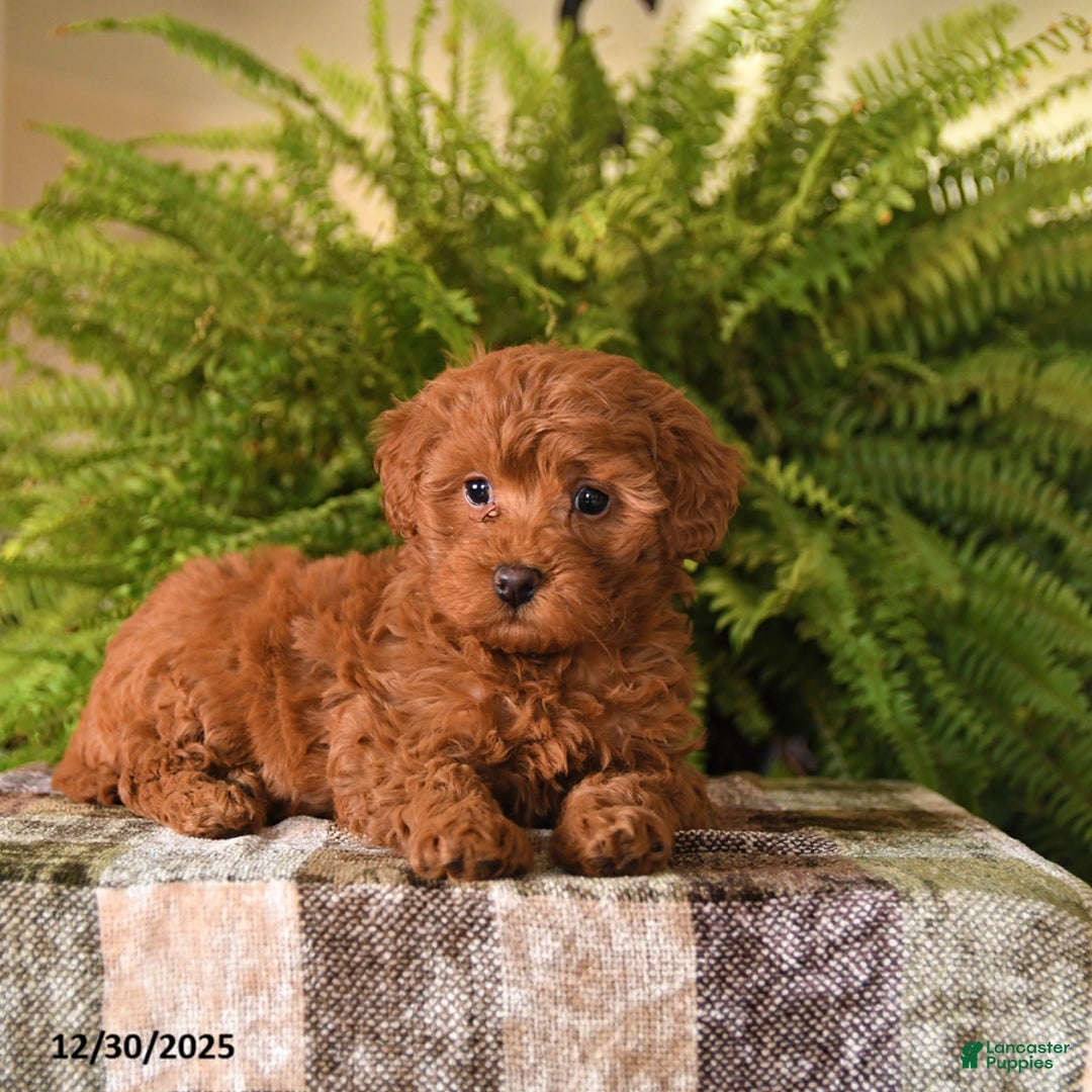 Havapoo dogs for sale: Ruby - Ad 2