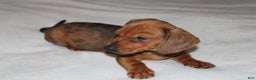 Miniature Dachshund dogs for sale: Snicker Mini  - Ad 13