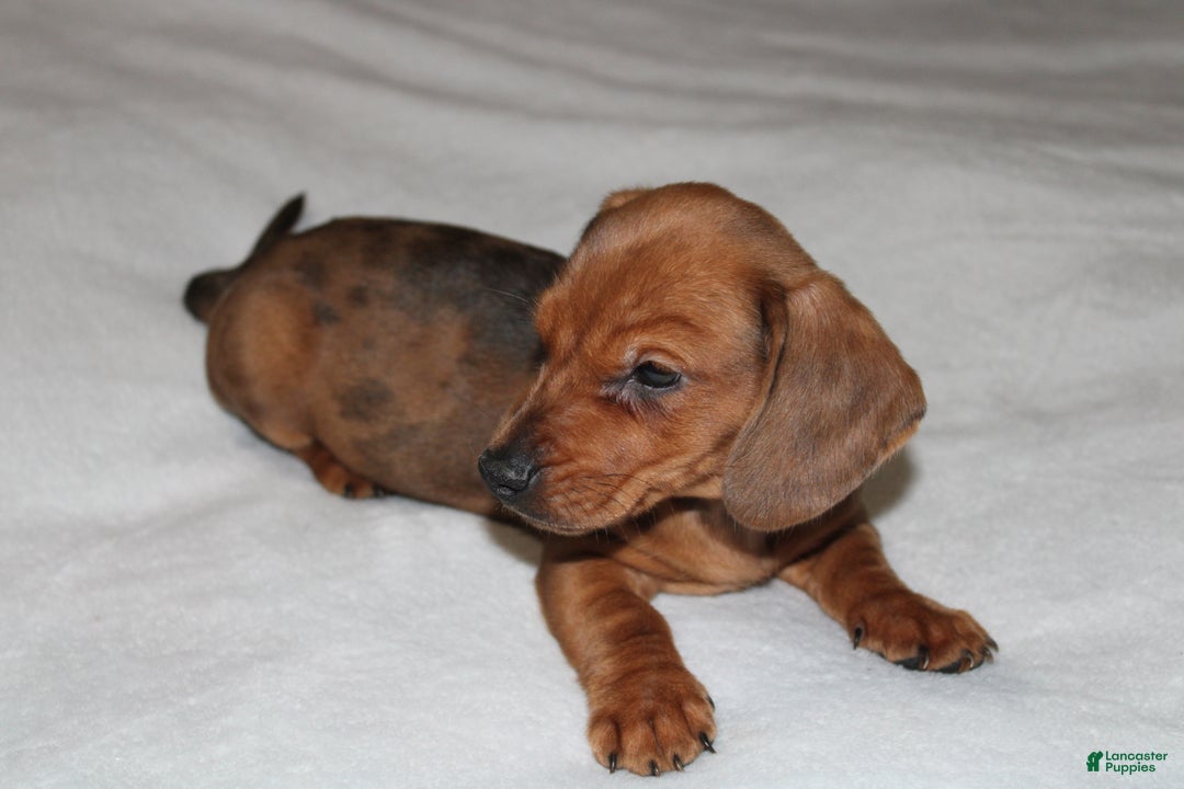 Miniature Dachshund dogs for sale: Snicker Mini  - Ad 13