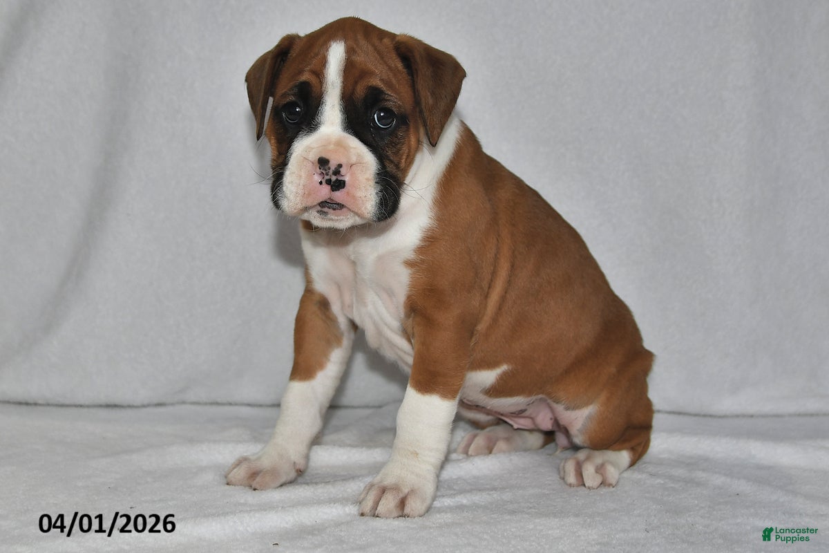 Boxer dogs Mia - Ad 1
