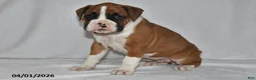 Boxer dogs for sale: Mia - Ad 1